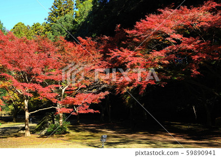 November Mito 95 Momiji Valley Autumn Leaves / Kairakuen 59890941