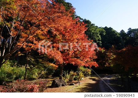 November Mito 94 Momiji Valley Autumn Leaves / Kairakuen 59890943