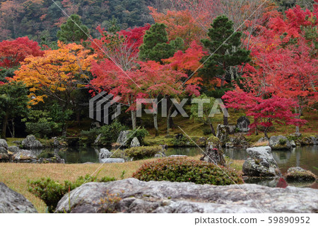 京都天龍寺 Sogenchi Garden 的秋葉 京都天龍寺 Sogenchi Garden 的秋葉 59890952