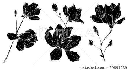 Vector Magnolia floral botanical flowers. Black and white engraved ink art. Isolated magnolia Vector Magnolia floral botanical flowers. Black and white engraved ink art. Isolated magnolia 59891389