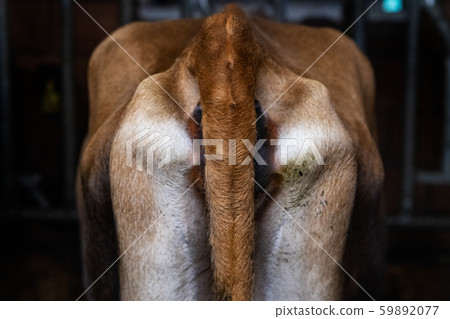 cows back view 59892077