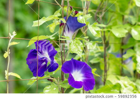 Change Morning Glory 338 59892356