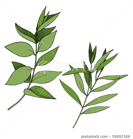 Vector Eucalyptus leaves branch. Black and white engraved ink art. Isolated branches illustration Vector Eucalyptus leaves branch. Black and white engraved ink art. Isolated branches illustration 59892389