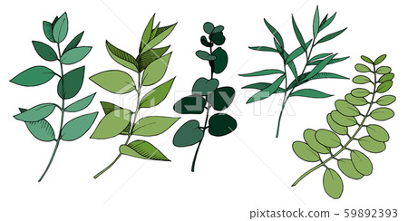 Vector Eucalyptus leaves branch. Black and white engraved ink art. Isolated branches illustration Vector Eucalyptus leaves branch. Black and white engraved ink art. Isolated branches illustration 59892393