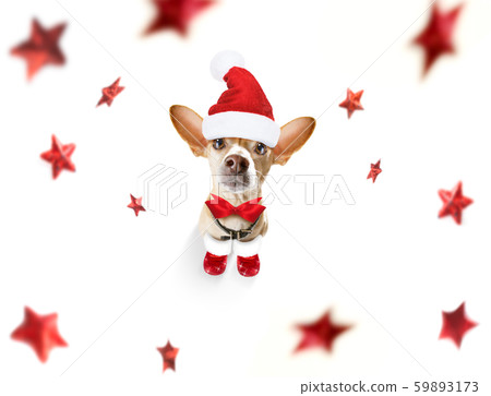 christmas santa claus dog 59893173