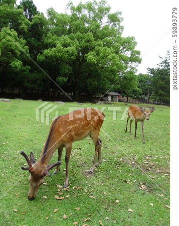 Nara Park deer Nara Park deer 59893779