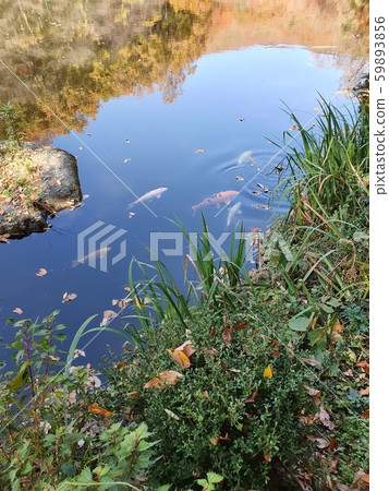 Autumn lake Autumn lake 59893856