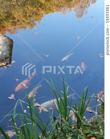 Autumn lake 59893861