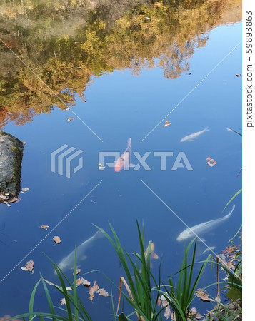 秋湖 59893863