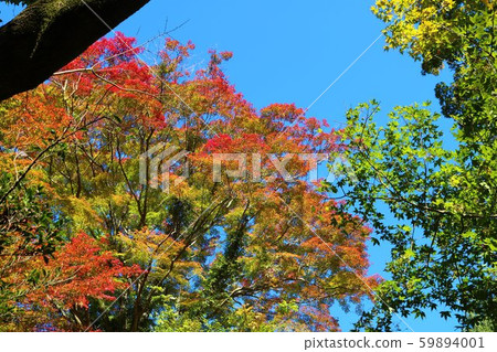 Sky Autumn Landscape Maple Kashiwagi Sky Autumn Landscape Maple Kashiwagi 59894001