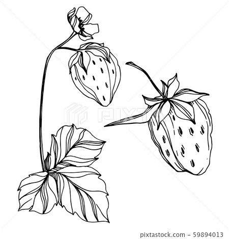 Vector strawberry fresh berry healthy food. Black and white engraved ink art. Isolated strawberry Vector strawberry fresh berry healthy food. Black and white engraved ink art. Isolated strawberry 59894013