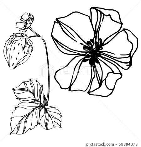 Vector strawberry fresh berry healthy food. Black and white engraved ink art. Isolated strawberry 59894078