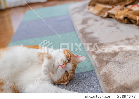 A tea-white cat relaxing unprotected in the living room 59894578