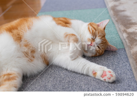Brown white cat sleeping unprotected in the living room 59894620