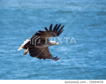 White-tailed eagle dancing in the Nemuro Strait White-tailed eagle dancing in the Nemuro Strait 59894656