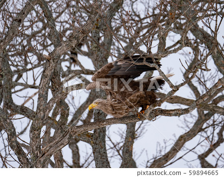 White-tailed eagle jumping out 59894665