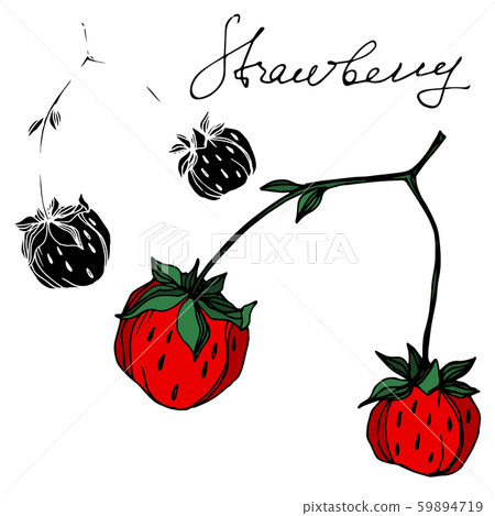 Vector strawberry fresh berry healthy food. Black and white engraved ink art. Isolated strawberry Vector strawberry fresh berry healthy food. Black and white engraved ink art. Isolated strawberry 59894719