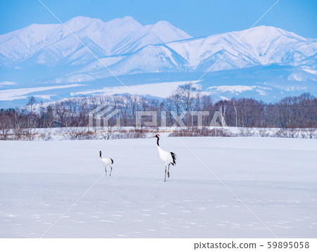 Sharidake and Japanese crane Sharidake and Japanese crane 59895058