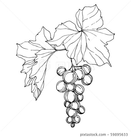 Vector Grape berry healthy food. Black and white engraved ink art. Isolated grape illustration Vector Grape berry healthy food. Black and white engraved ink art. Isolated grape illustration 59895633