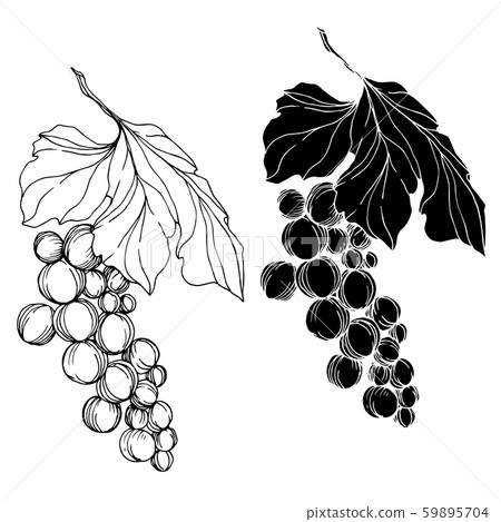 Vector Grape berry healthy food. Black and white engraved ink art. Isolated grape illustration Vector Grape berry healthy food. Black and white engraved ink art. Isolated grape illustration 59895704