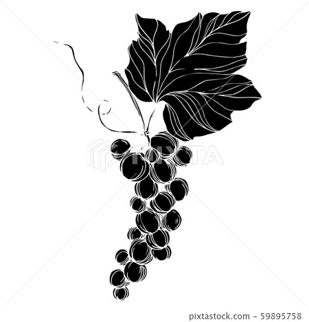 Vector Grape berry healthy food. Black and white engraved ink art. Isolated grape illustration 59895758