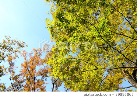 Autumn tree 59895865
