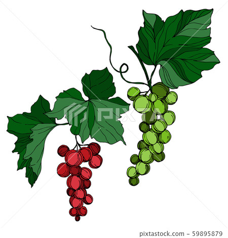Vector Grape berry healthy food. Black and white engraved ink art. Isolated grape illustration Vector Grape berry healthy food. Black and white engraved ink art. Isolated grape illustration 59895879