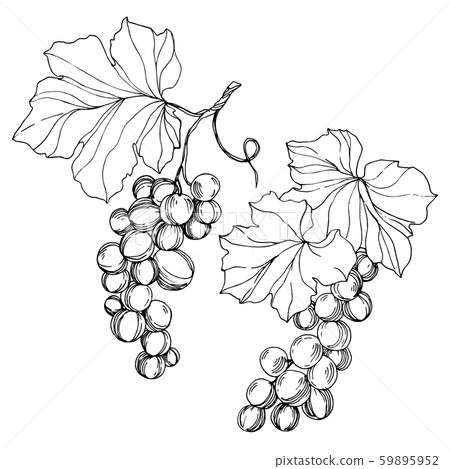 Vector Grape berry healthy food. Black and white engraved ink art. Isolated grape illustration 59895952