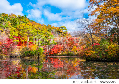 Autumn leaves of Kobe Forest Botanical Garden 59895960
