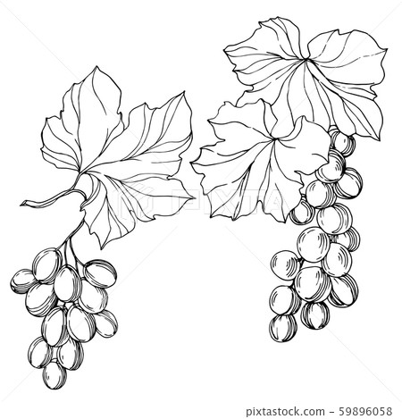 Vector Grape berry healthy food. Black and white engraved ink art. Isolated grape illustration Vector Grape berry healthy food. Black and white engraved ink art. Isolated grape illustration 59896058