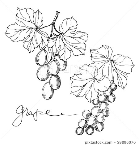 Vector Grape berry healthy food. Black and white engraved ink art. Isolated grape illustration 59896070