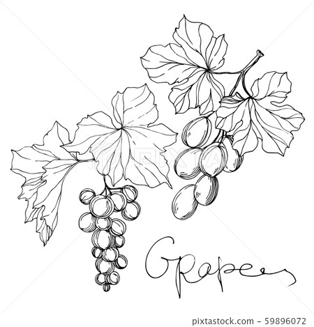 Vector Grape berry healthy food. Black and white engraved ink art. Isolated grape illustration Vector Grape berry healthy food. Black and white engraved ink art. Isolated grape illustration 59896072