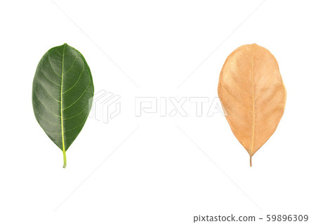 Different stages of life - A time to born and a 59896309