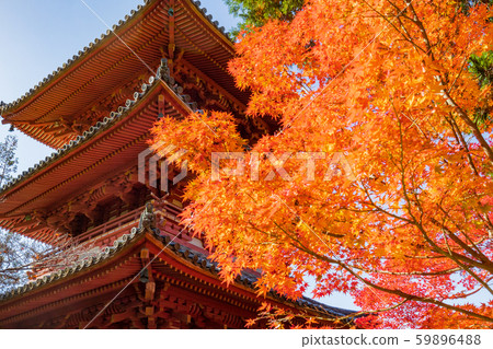 Autumn Kobe / Taishanji / Mie Tower Autumn Kobe / Taishanji / Mie Tower 59896488