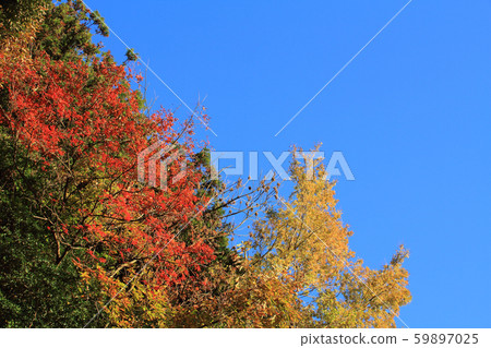 A deep blue sky and autumnal trees A deep blue sky and autumnal trees 59897025