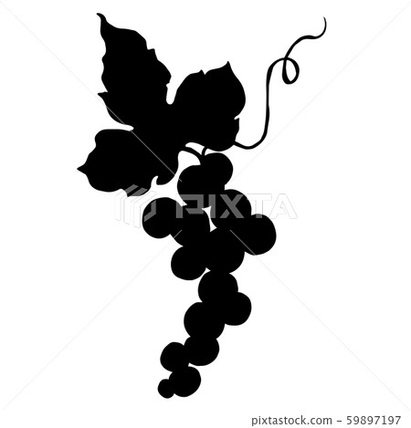 Vector Grape berry healthy food. Black and white engraved ink art. Isolated grapes illustration Vector Grape berry healthy food. Black and white engraved ink art. Isolated grapes illustration 59897197