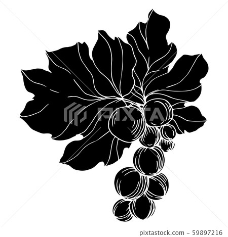 Vector Grape berry healthy food. Black and white engraved ink art. Isolated grapes illustration Vector Grape berry healthy food. Black and white engraved ink art. Isolated grapes illustration 59897216