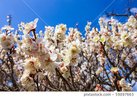 梅花三原山根梅花白梅 梅花三原山根梅花白梅 59897663