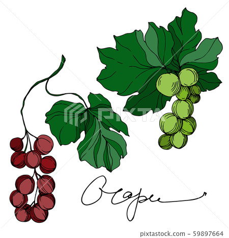 Vector Grape berry healthy food. Black and white engraved ink art. Isolated grapes illustration Vector Grape berry healthy food. Black and white engraved ink art. Isolated grapes illustration 59897664