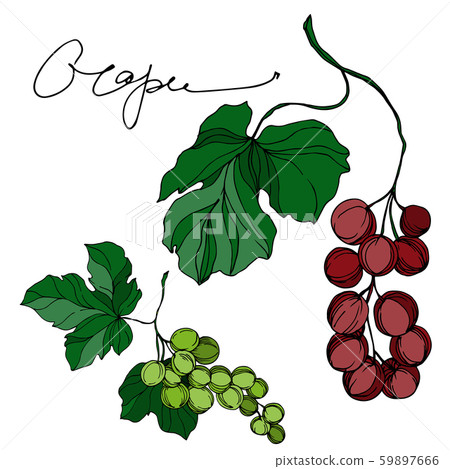 Vector Grape berry healthy food. Black and white engraved ink art. Isolated grapes illustration Vector Grape berry healthy food. Black and white engraved ink art. Isolated grapes illustration 59897666