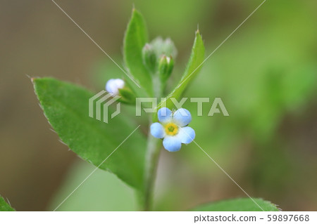 黃瓜花 黃瓜花 59897668