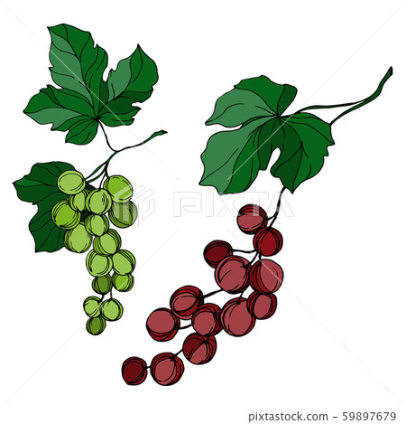 Vector Grape berry healthy food. Black and white engraved ink art. Isolated grapes illustration Vector Grape berry healthy food. Black and white engraved ink art. Isolated grapes illustration 59897679
