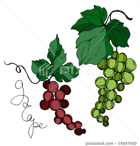 Vector Grape berry healthy food. Black and white engraved ink art. Isolated grapes illustration Vector Grape berry healthy food. Black and white engraved ink art. Isolated grapes illustration 59897680