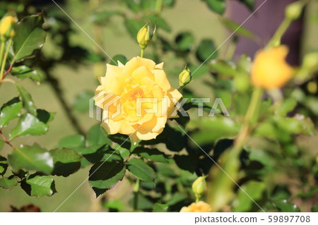 玫瑰花朵金兔子 玫瑰花朵金兔子 59897708