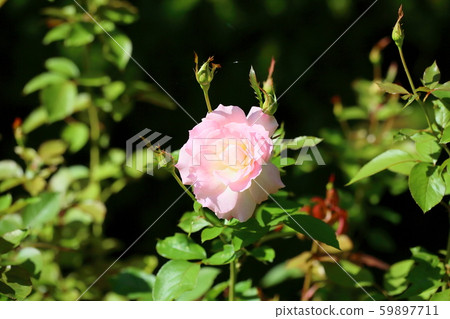 Roses flower Matilda Roses flower Matilda 59897711