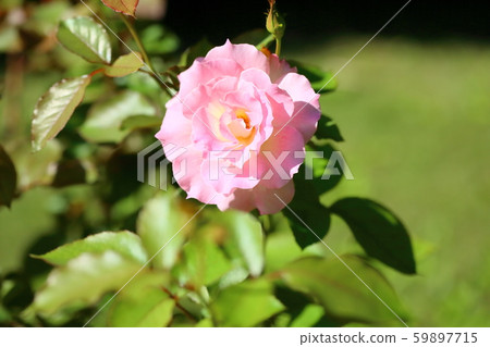 Roses flower Matilda 59897715
