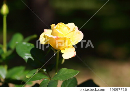 Rose flowers Bella Roma 59897716