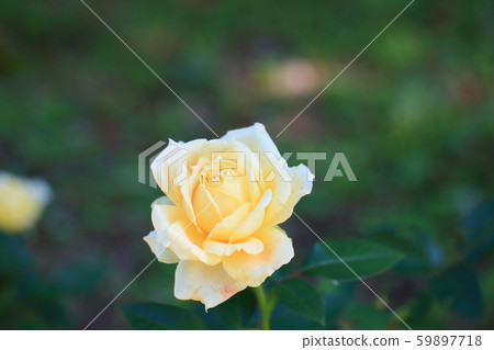 Rose flower caramel antique 59897718