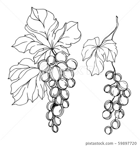 Vector Grape berry healthy food. Black and white engraved ink art. Isolated grapes illustration 59897720