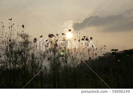 廟入口早晨太陽花花園 59898249